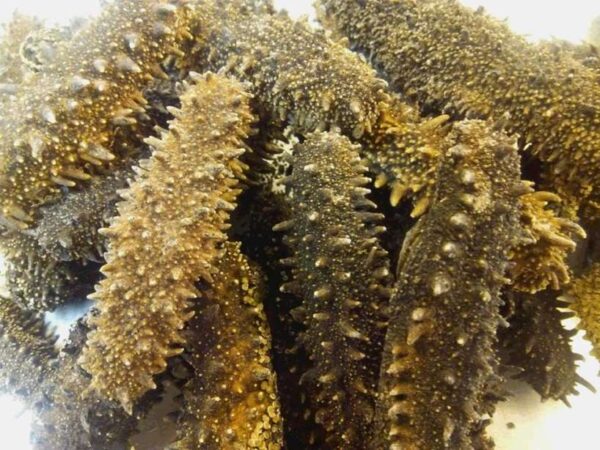 Japanese Sea Cucumber