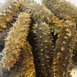 Japanese Sea Cucumber