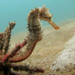 seahorses