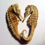 dried seahorse