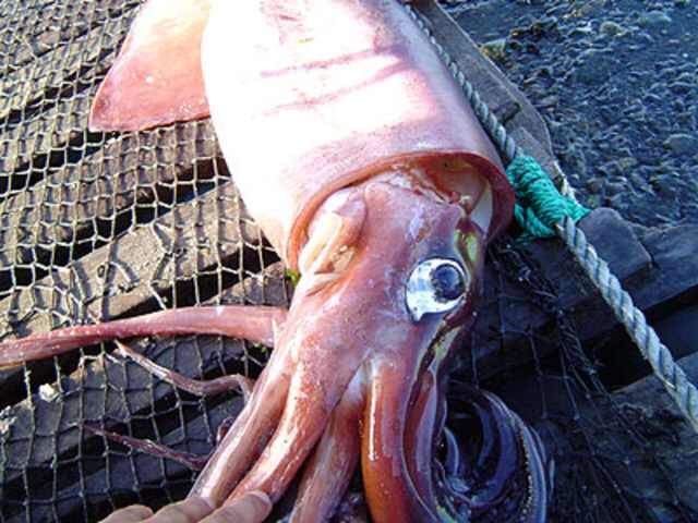 Giant-Squid