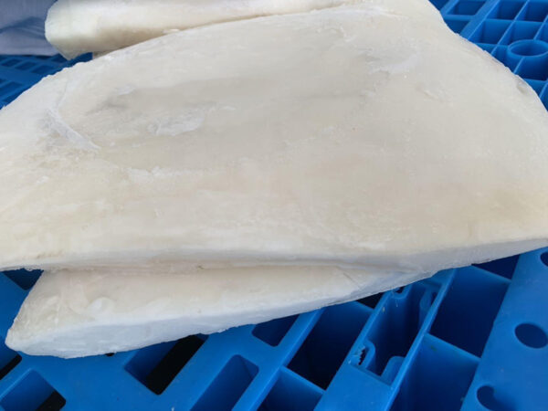 Frozen Giant Squid