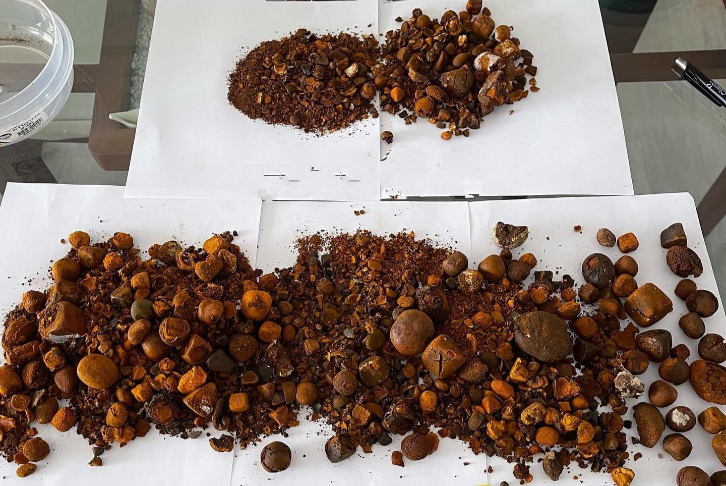 cattle gallstones