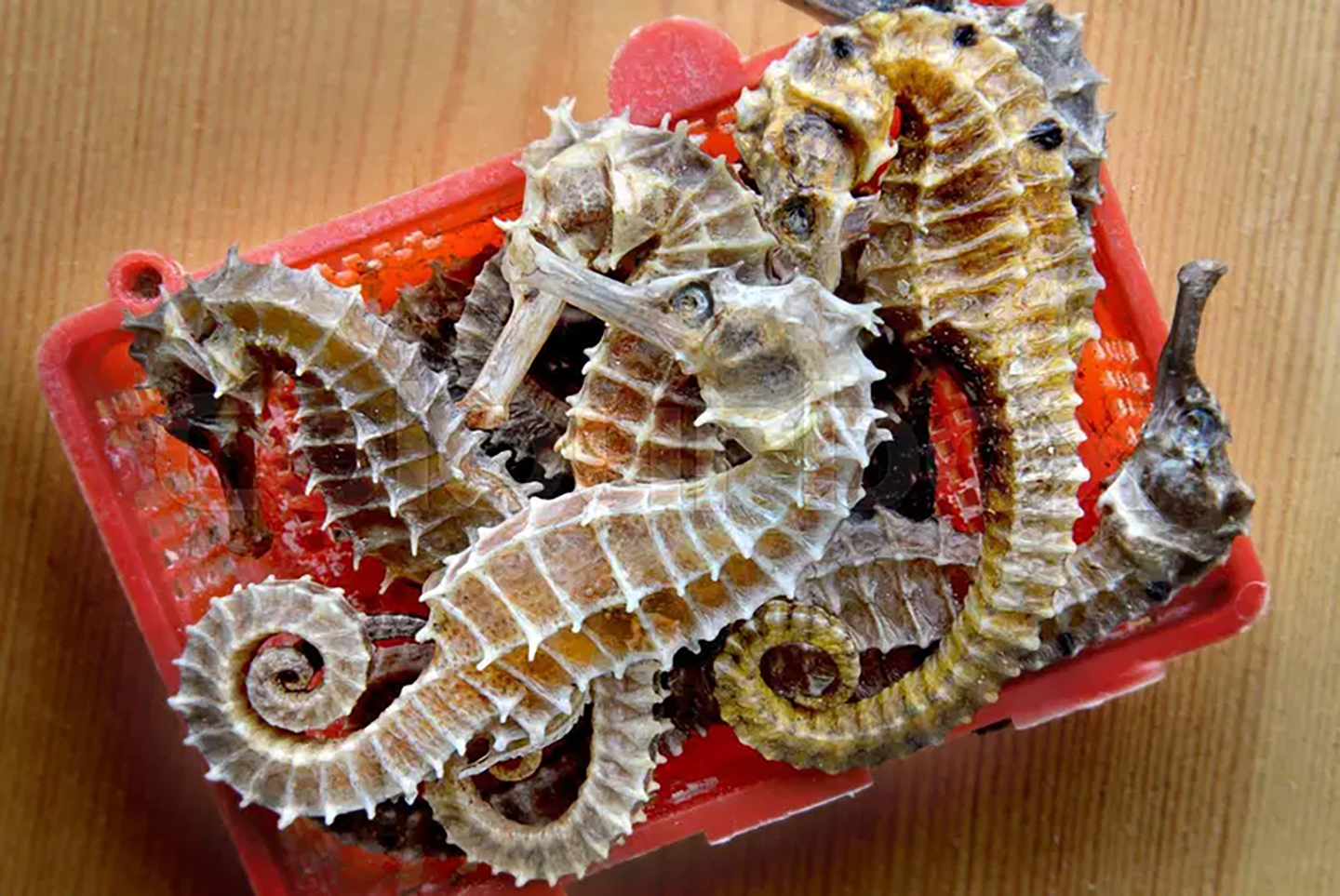 Buy dried Seahorse