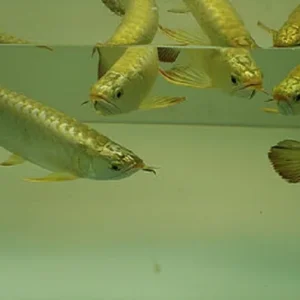 Gold Head Arowana