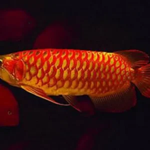 Red Arowana for Sale