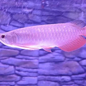 Banjar Red Arowana Fish