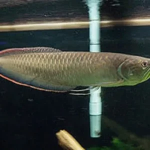 Black Arowana for Sale