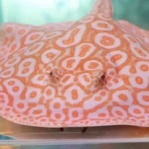 Albino Pearl Stingray Male