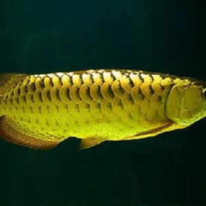 Buy Golden Arowana