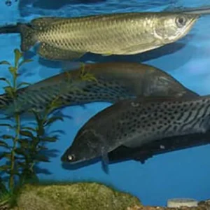 Jardini Arowana Fish