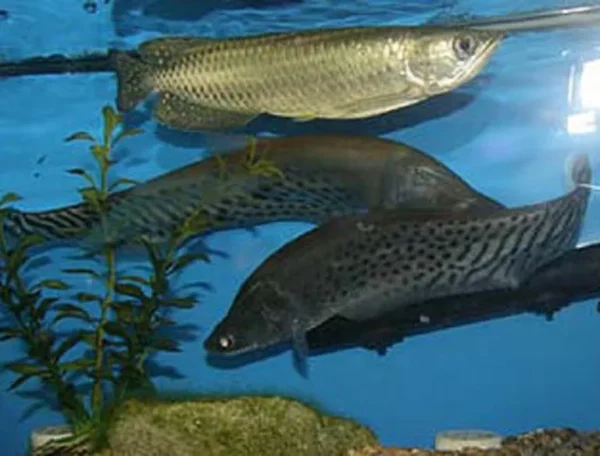 Jardini Arowana Fish