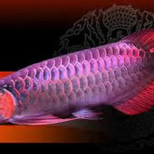 Malaysian Red Arowana