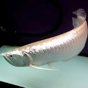 Silver Arowana