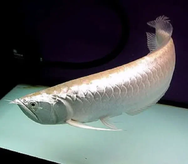 Silver Arowana