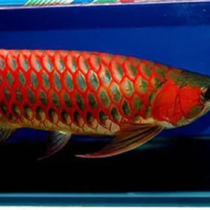 Super Red Arowana