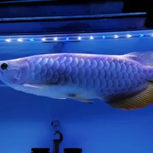 Blue Base Arowana