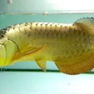 Crossback Golden Arowana