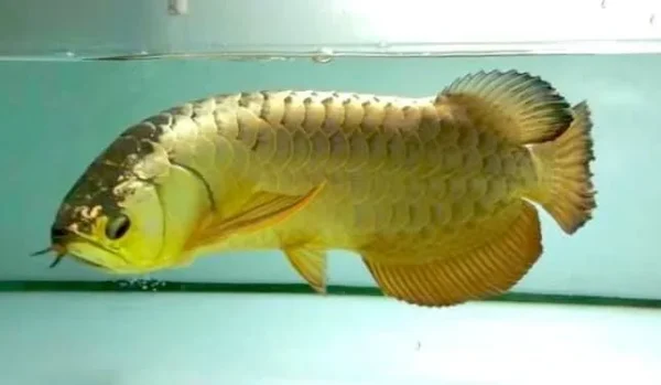 Crossback Golden Arowana