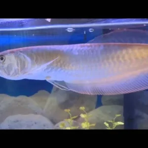 platinum arowana for sale